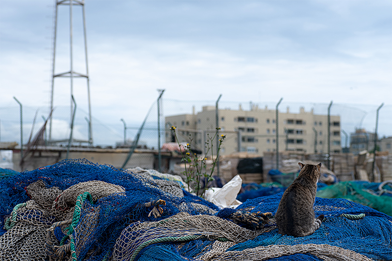 foto d'un gat sobre les xarxes de pescar al port